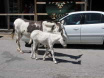 Mutze_Harley_USA_2007_0364