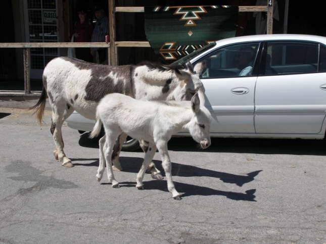 Mutze_Harley_USA_2007_0364