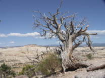 Mutze_Harley_USA_2007_0966