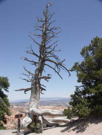 Mutze_Harley_USA_2007_1113