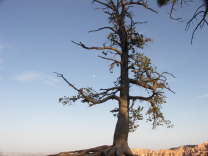 Mutze_Harley_USA_2007_1269