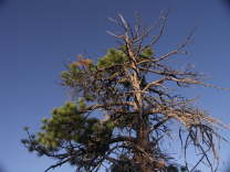 Mutze_Harley_USA_2007_1314