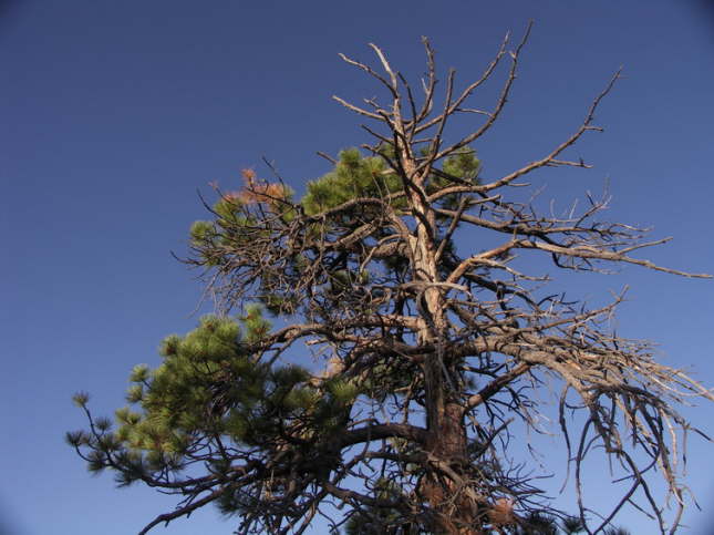 Mutze_Harley_USA_2007_1314