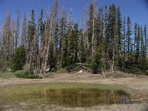 Mutze_Harley_USA_2007_1392