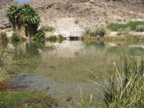 Mutze_Harley_USA_2007_1497